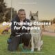 Aulas de obediência para cães