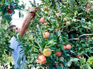 RECRUTAMENTO URGENTE APANHA DA FRUTA