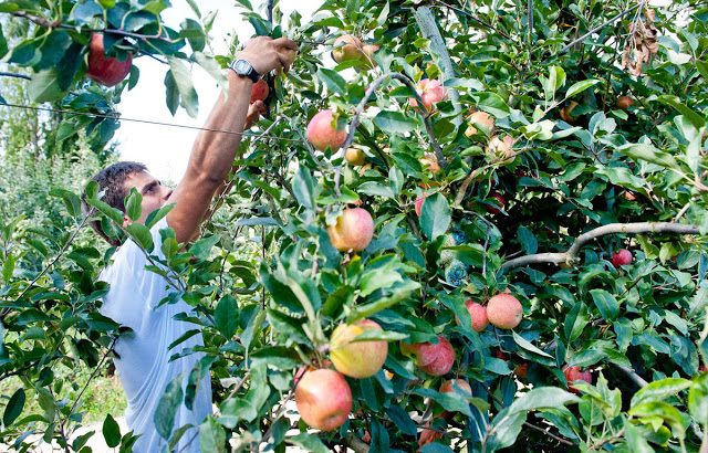 RECRUTAMENTO URGENTE APANHA DA FRUTA