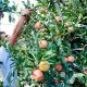 RECRUTAMENTO URGENTE APANHA DA FRUTA/VINHAS