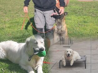 Aulas de obediência para cães
